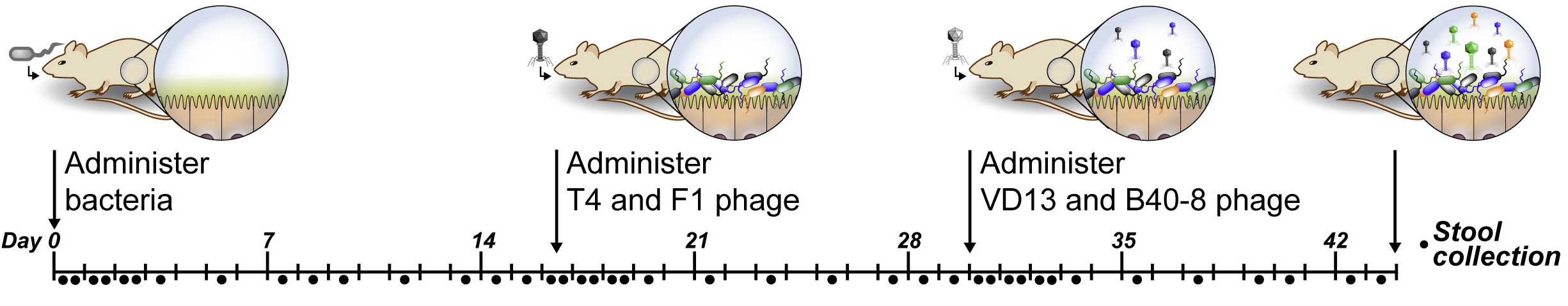 mouse time series